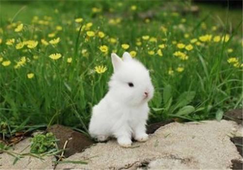 兔子压倒窝边草下载