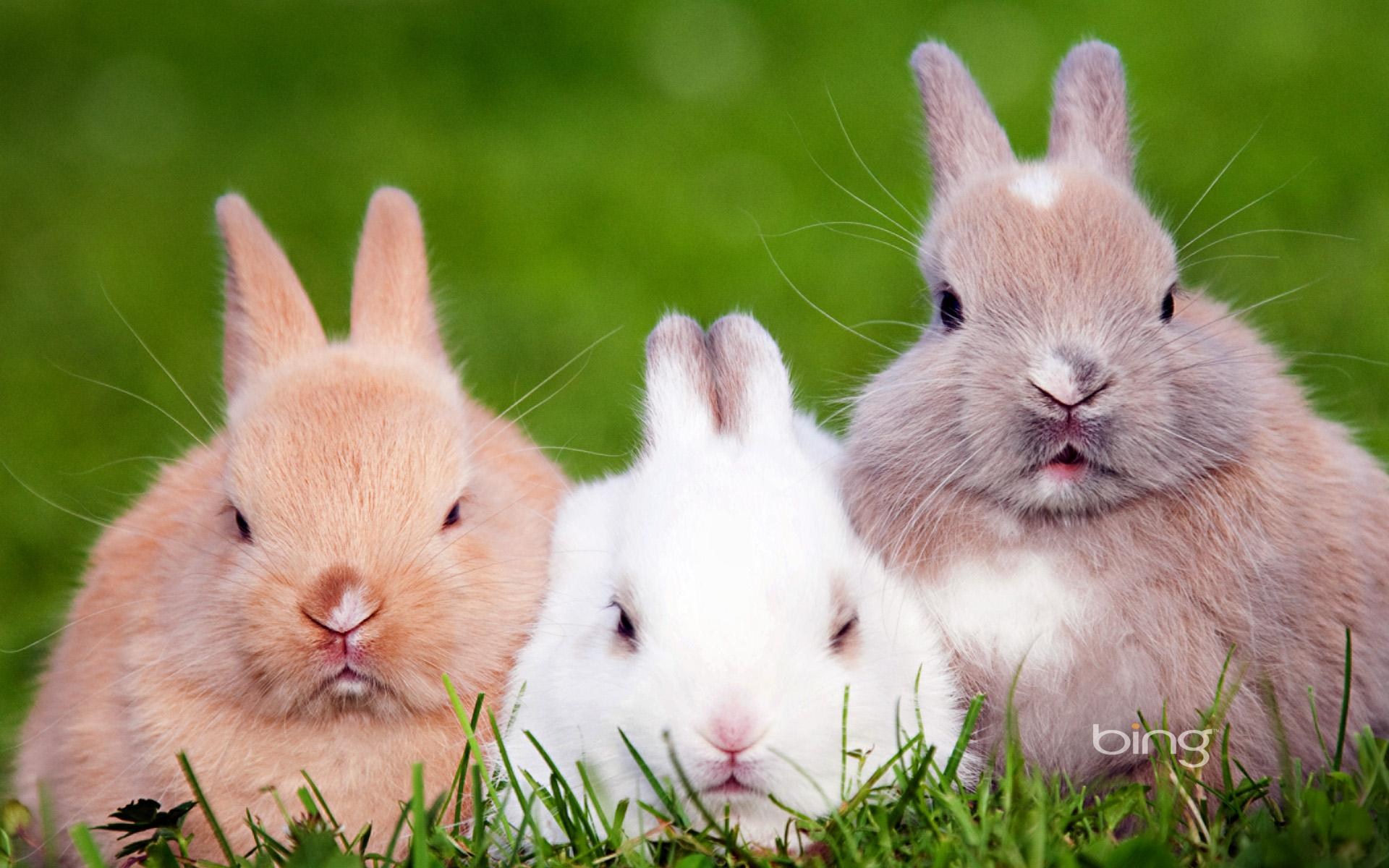 兔在生长过程中易患多种疾病，应用中药治疗兔病