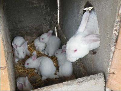 山东助农种兔养殖场：山东经营定点企业