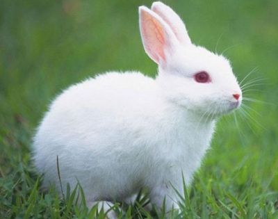 八点黑兔子种兔养殖基地 加利福尼亚纯种种兔哪里有卖的