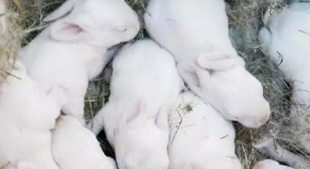 仔兔断奶后称为幼兔，断奶幼兔的培育是养兔生产的基础