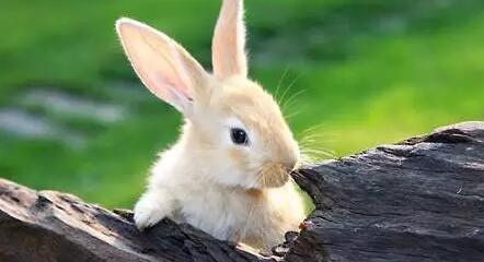 近年来，兔场、兔群饲料霉菌中毒的报道不绝于耳