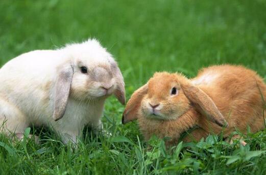 养殖兔子须知：兔子拉稀症状如何解决