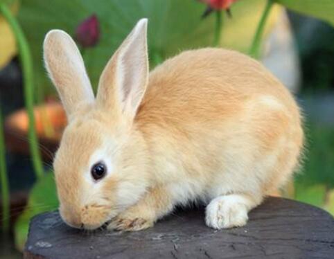 养殖户所需知如何养兔，先了解兔子的生活习性