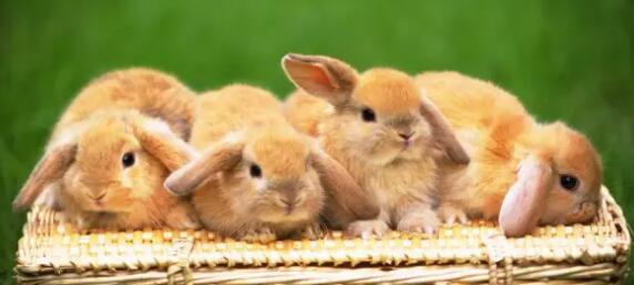 垫草在养兔中的作用非常大，直接关系到仔兔的成活率