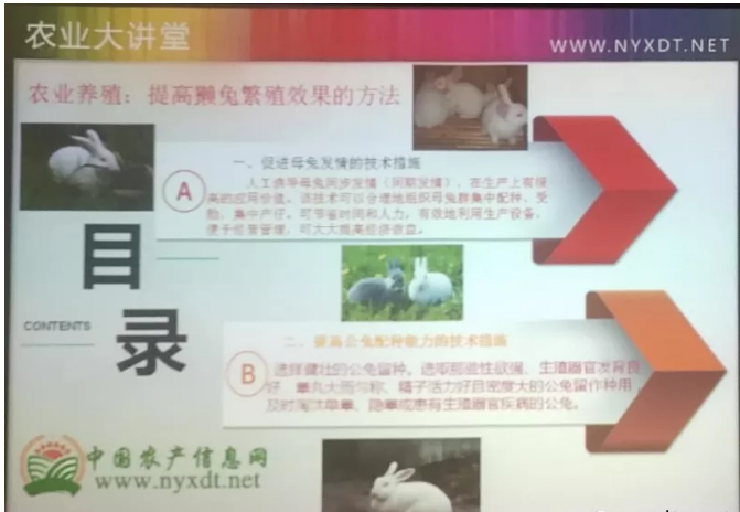 农业养殖：提高獭兔繁殖效果的方法