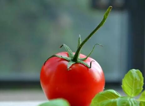 西红柿富含多种维生素、抗氧化成分，不仅是营养丰富的超级蔬菜