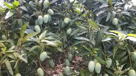 芒果喜光喜高温，不耐涝，所以在海南种植芒果有得天独厚的地理位置