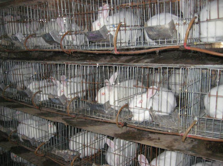 青海循化县发展肉兔养殖，产业发展风生水起