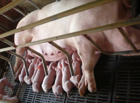 广西钦州市首个高架网床养猪场正式投产