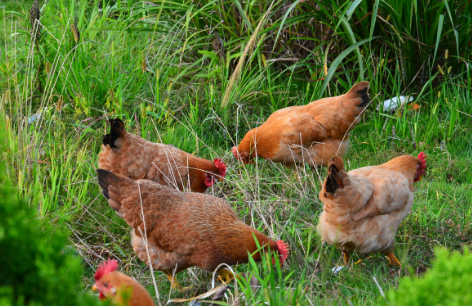 甘肃天水麦积区生态放养鸡发展快速，助力贫困户摘“穷帽”