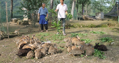 江西余江：生态繁育野兔获成功，养兔场一片繁忙