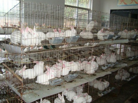 畜牧兽医局开展肉兔养殖技术培训提高积极性