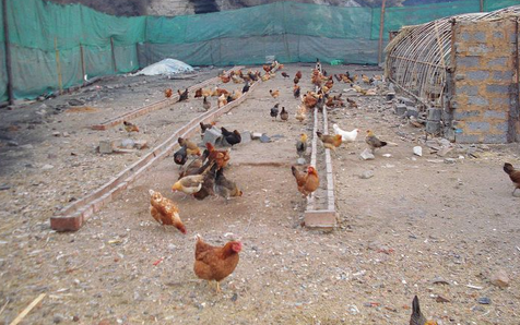 内蒙古乌兰浩特市发展庭院笨鸡养殖，促进农牧民多元增收