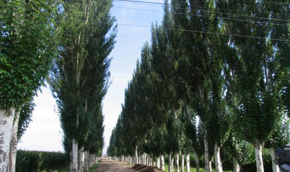 徐高柳被誉为“中国平原植树第一人”