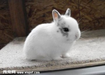 【荷兰侏儒兔价格】荷兰侏儒兔的价格是多少？