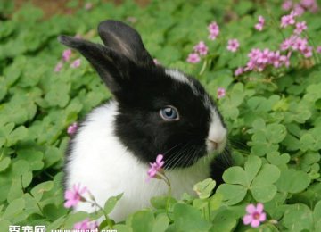 如何提高宠物兔的记忆力？