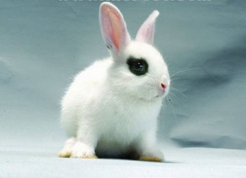如何饲养小型的宠物兔？