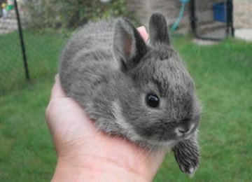 荷兰侏儒兔品种介绍及生活习性