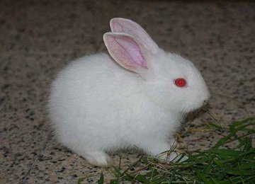 【兔子饲养】宠物兔子吃什么|兔子的喂养方法