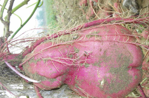 牛！浙江宁波市北仑农户种出408斤超级大番薯