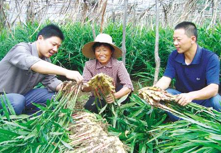 贵州：六枝特区累计种植生姜5000余亩，带动2500余户农户增收