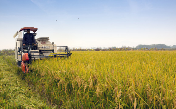 广西灵山县50万亩晚稻全面完成收割工作