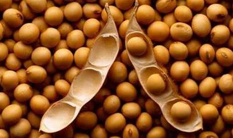 辽宁截获6.4万吨含7种有害生物的巴西大豆