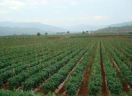 贵州南开乡“四个原则”促进2万亩辣椒顺利完成种植