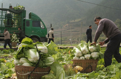 云南大姚县引导农户种植千亩生态白菜，实现产值609万元