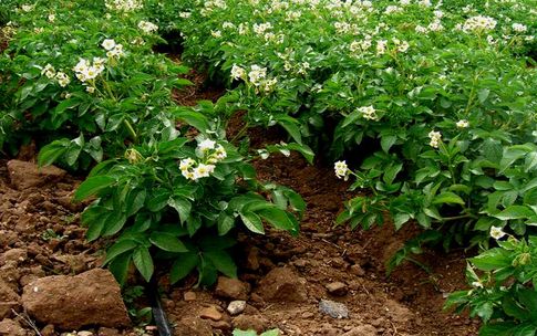 内蒙古：8个种薯生产企业接受马铃薯种薯病毒田间检验工作