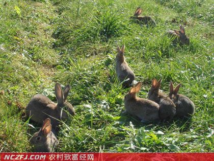[生财有道野兔]赵克贵：野兔养殖生出发家财