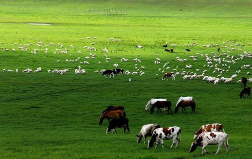 畜牧产业
