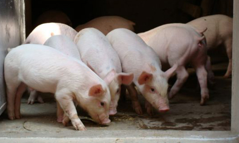 江苏沭阳县多措并举促进生猪养殖健康持续发展