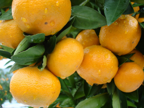 2016年柑橘产量