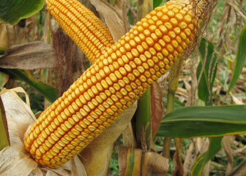 我国玉米收储制度改革各项政策措施推进顺利