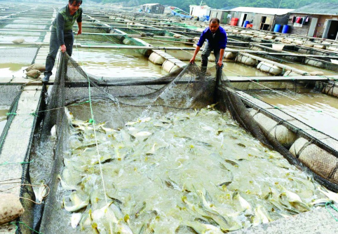 福建省在宁德开展开展大黄鱼养殖病害调查及技术指导服务