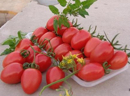 新疆兵团第二师二十四团特色樱桃小番茄即将成熟上市