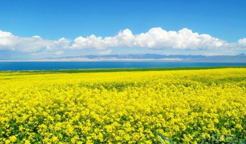重庆潼南区2016年油菜种植面积将达30万亩