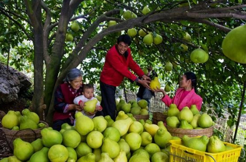 福建平和县65万亩蜜柚标准化种植，实现产业升级