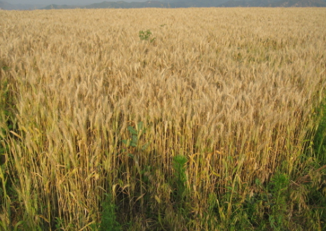 新疆兵团四师七十七团扩宽销售渠道，帮助种植户销售小麦1万余吨