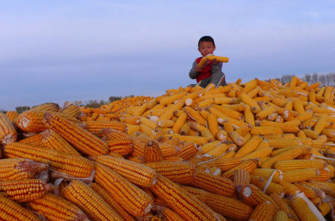 截至10月27日美国玉米出口检验量为791896吨