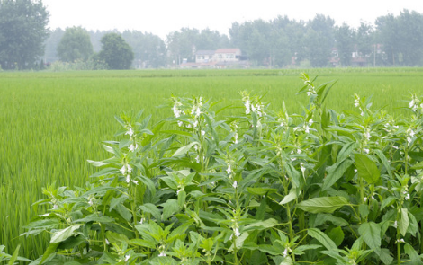 云南会泽县晚秋作物种植面积扩大到30000亩