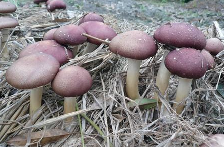 黑龙江省全省推广大球盖菇种植