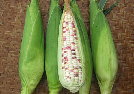 2016年首届山西甜糯玉米种植会在安泽举行