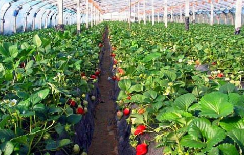 湖北襄阳市庙滩镇引进草莓种植项目，打造绿色生态旅游度假基地