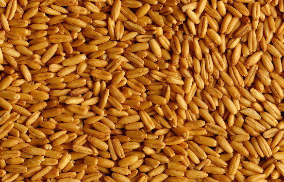 2016年小麦价格收购行情