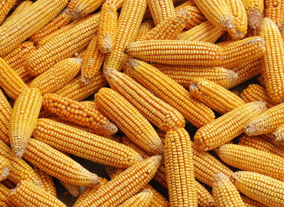 玉米今年的价格行情
