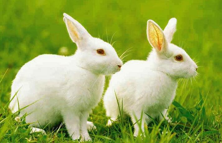 獭兔新品种“川白獭兔”养殖效益显著
