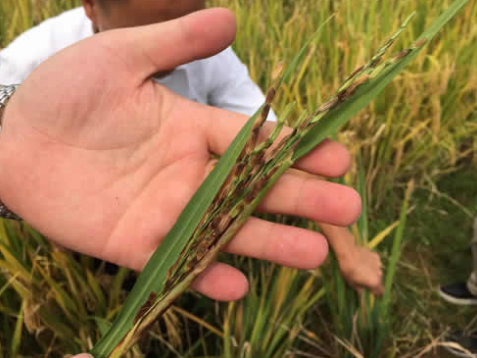 安徽太湖县：百亩农田水稻大量减产，种植户疑种子质问题